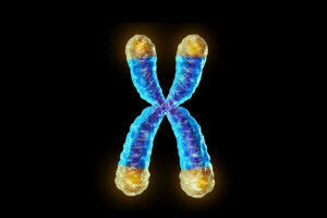 Vieillissement cellulaire: un paradoxe fondamental �lucid�