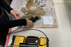 Une nouvelle fen�tre sur les plantes du pass�