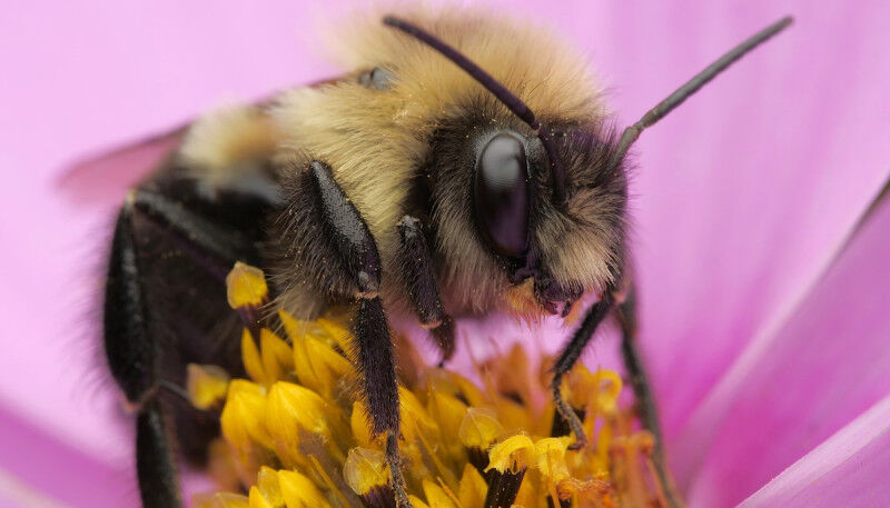 In Quebec, the febrile bumblebee is an important pollinator of wild plants, as w