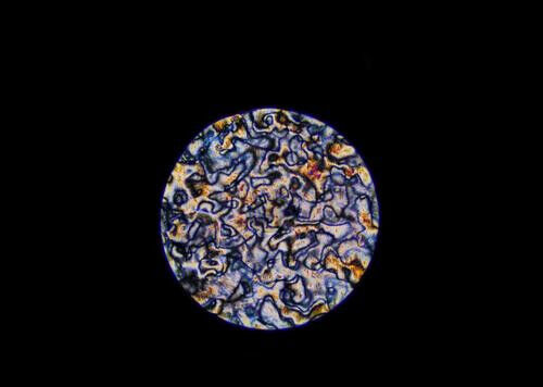 Microtechnique - Vue au microscope d'un cristal liquide utilisé pour rendre les matériaux de type caoutchouc plus rigides et plus résistants pour les muscles artificiels des robots mous. (Université de Waterloo) Microtechnique