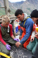 Climate change and persistent contaminants deliver one-two punch to Arctic seals, SFU study finds