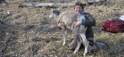 Facebook for wildlife? Study shows social networking key to survival for female red deer
