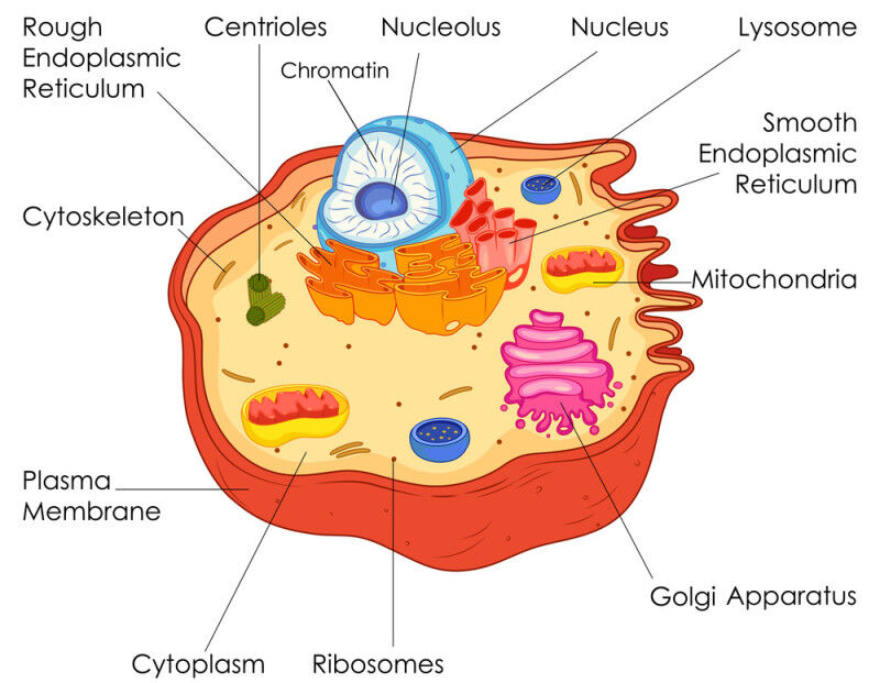 Health - Mitochondria are the powerhouses of our cells. Evolutionarily speaking, they are bacteria that were incorporated into more complex organisms billions of years ago. When mitochondria leave cells, the i Health