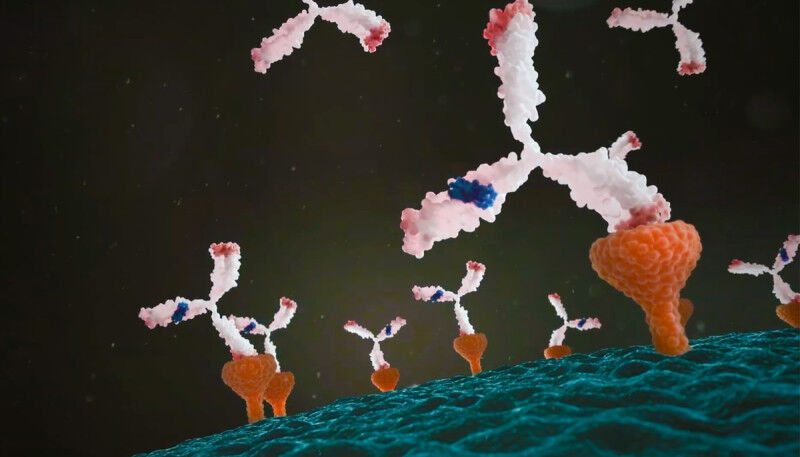 Health - Synthetic antibodies produced by Luc Vallières' team capture the same targets as autoantibodies involved in autoimmune diseases. - Luc Vallières laboratory Health