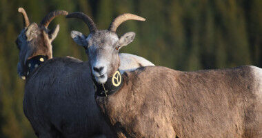 New DNA tools outperform traditional methods for detecting genetic risk in wildl