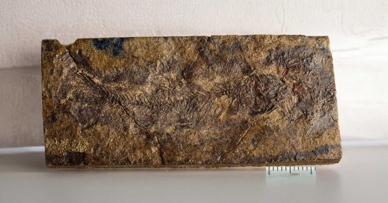 Paleontology - Physics