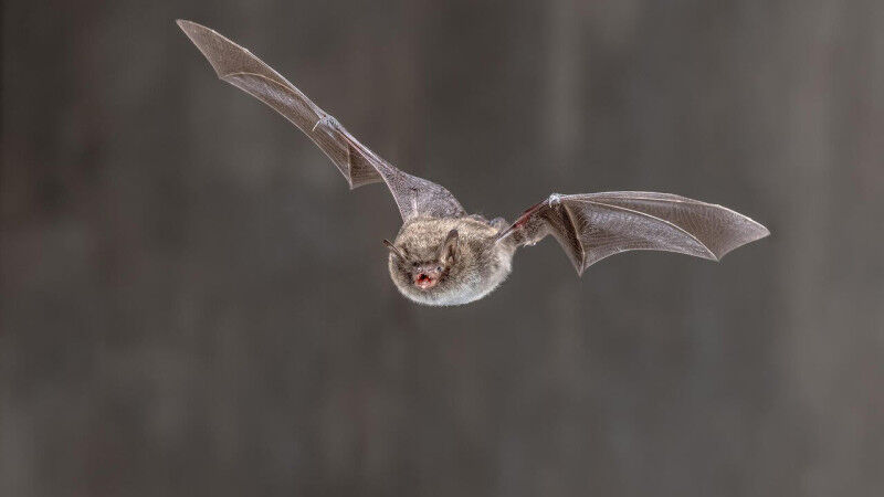 Santé - La photo montre une espèce de chauve-souris européenne touchée par le syndrome du nez blanc. Santé