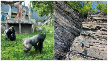 Stages d'�t�: des animaux du Zoo de Granby aux parois rocheuses de Mont-Saint-Pierre