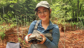 Tortues des bois: un programme d'�levage en captivit� pourrait aider les populations sauvages
