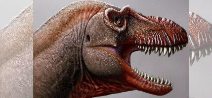 Paleontology - Earth Sciences