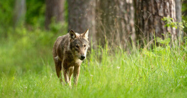 Wolves fear human 'super predator' - for good reason